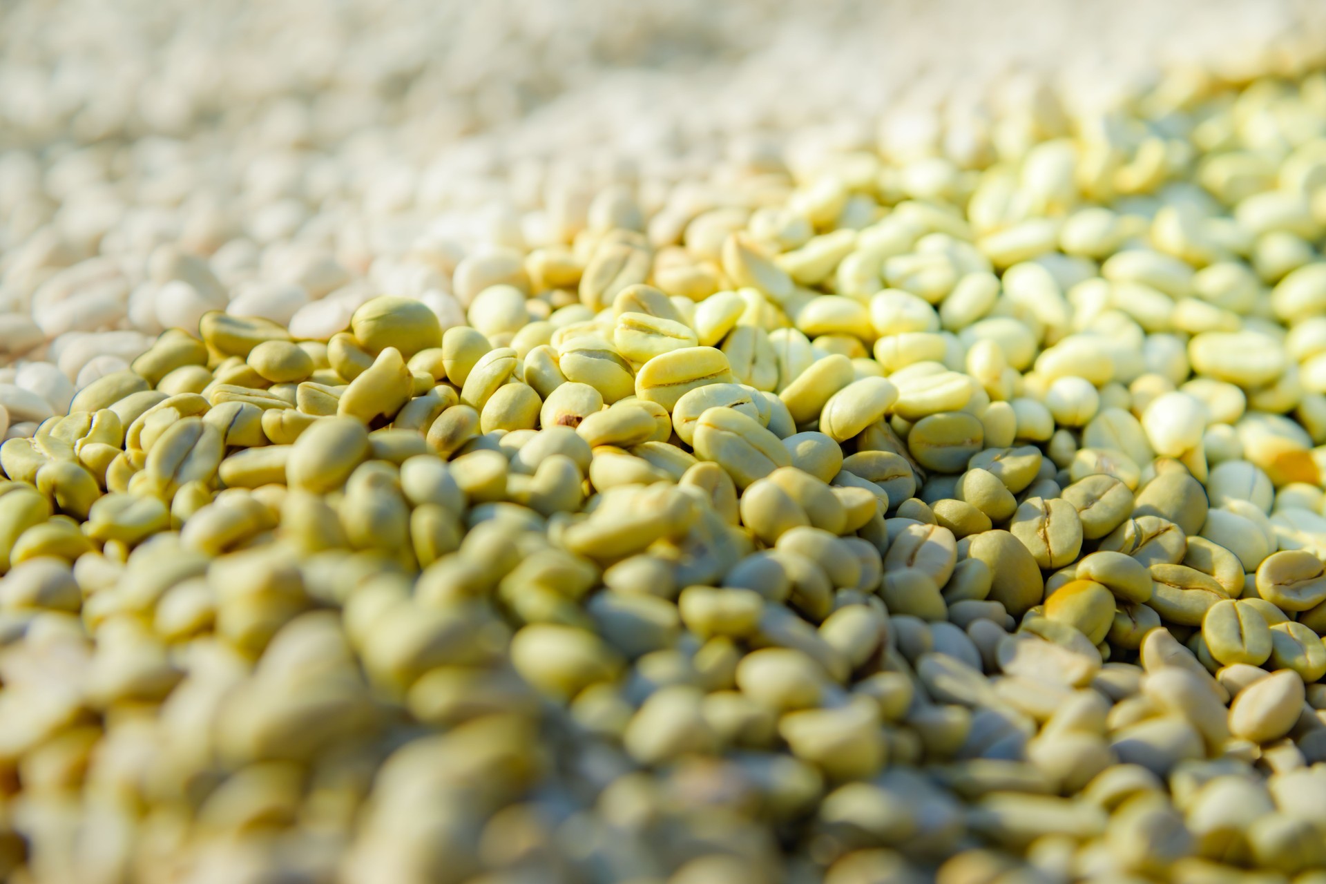 Pile of green coffee beans