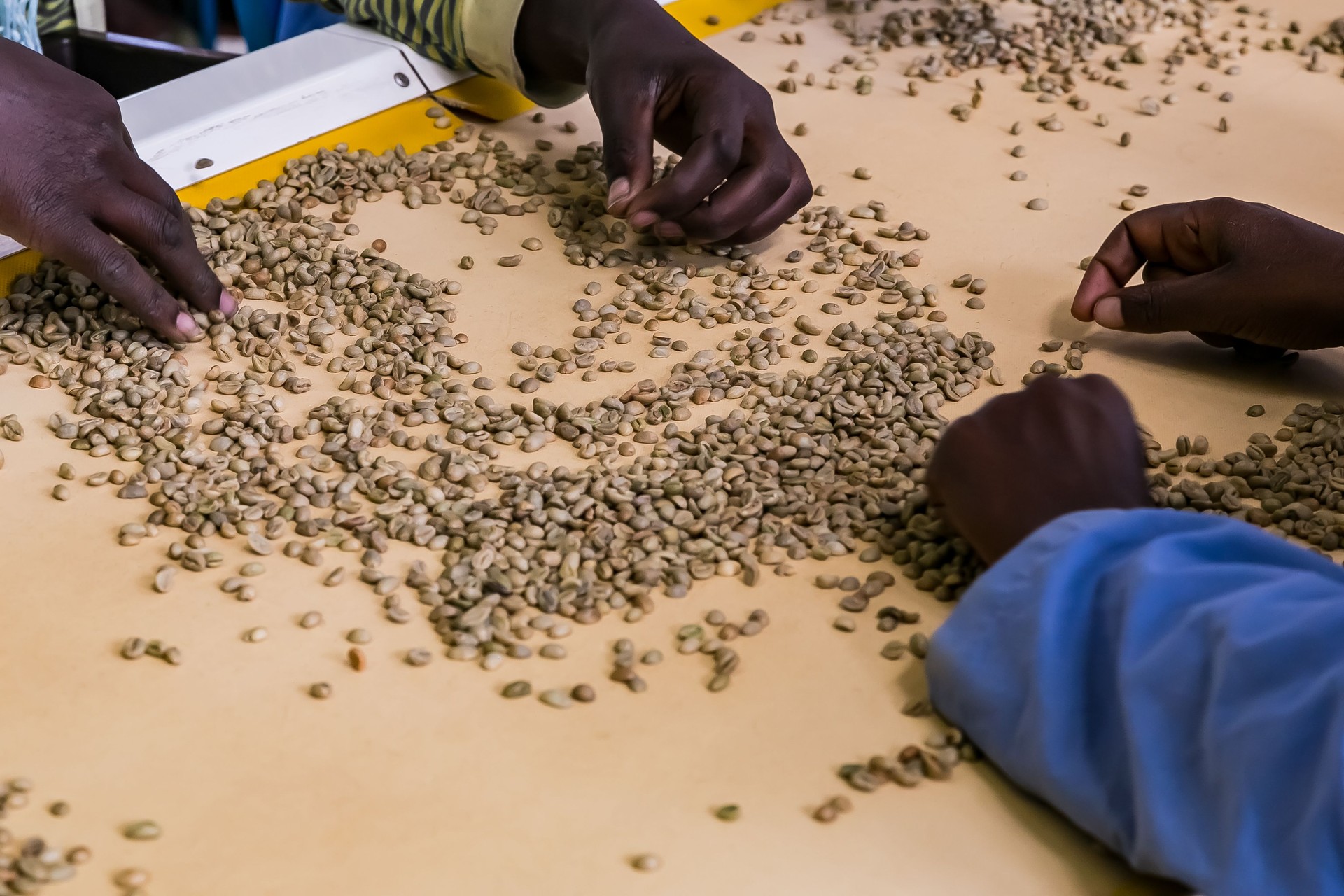 Raw Coffee Bean sorting and processing in a factory
